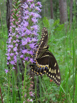 Palamedes Swallowtail